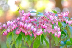 散歩の途中で。11