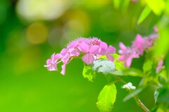 （４）散歩の途中で。6