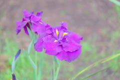 散歩の途中で。