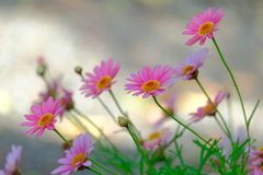 散歩の途中で。(3)