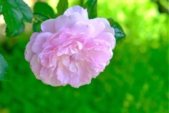 散歩の途中で。(14)