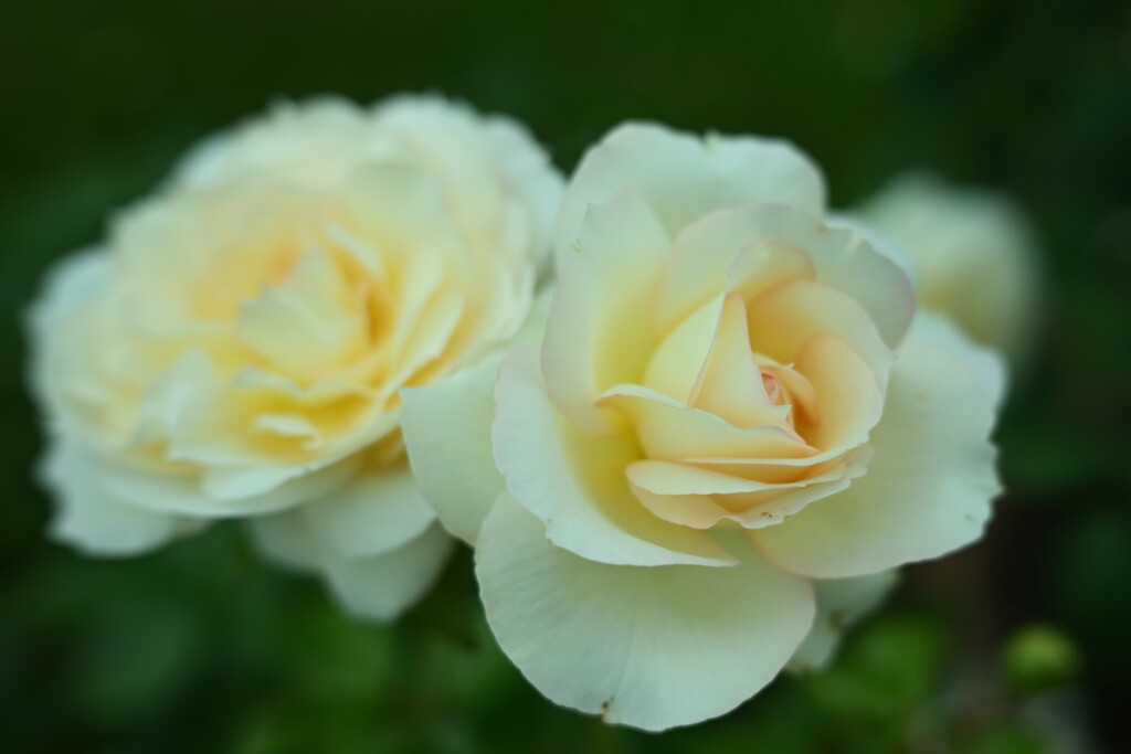 薔薇