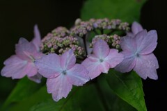 散歩の途中で。Ⅲ