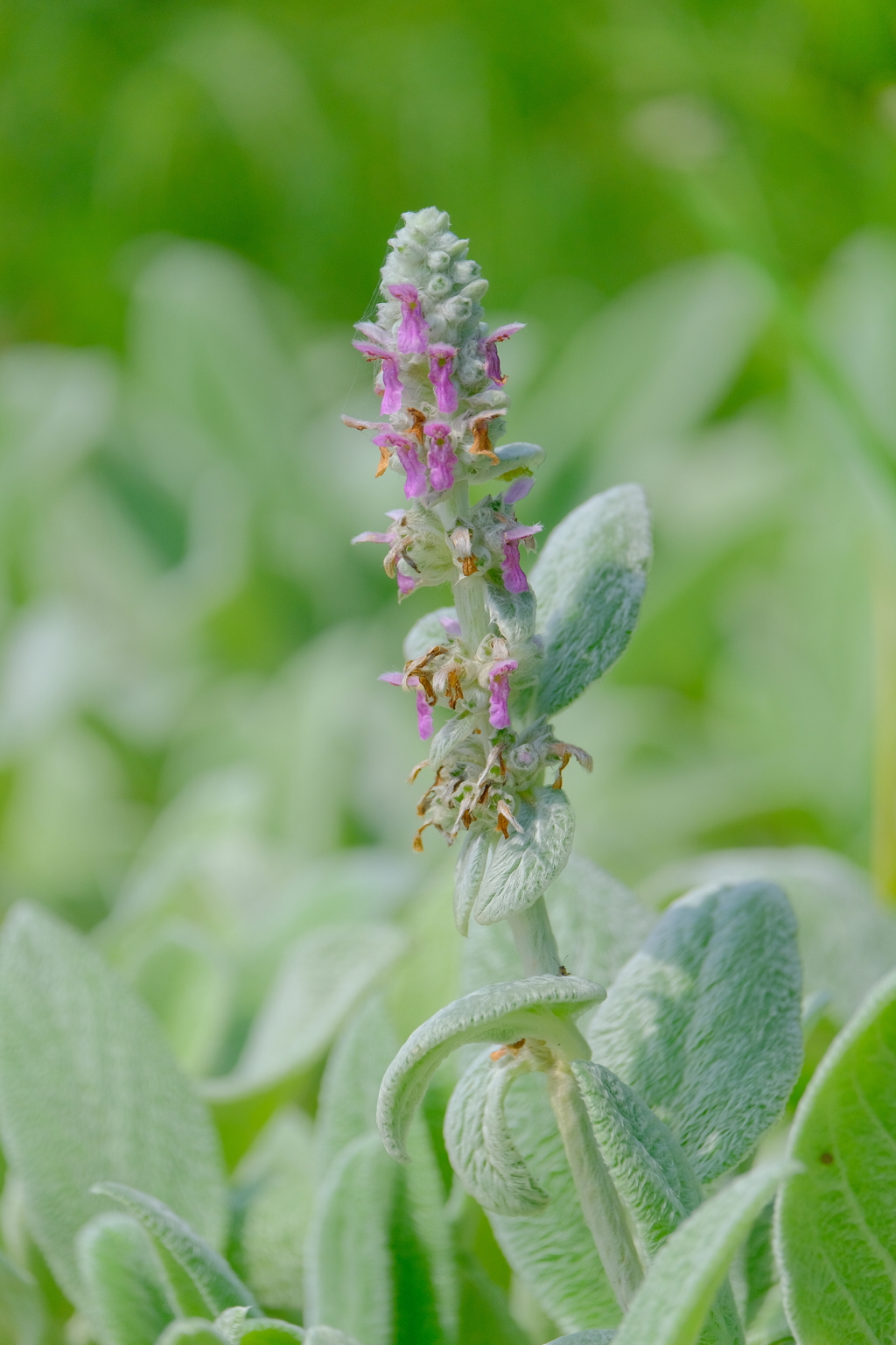 散歩の途中で。