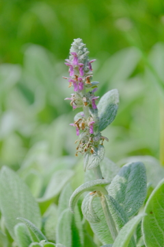 散歩の途中で。