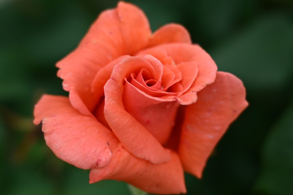 薔薇-7