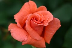 薔薇-7