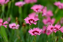 DSCF7744