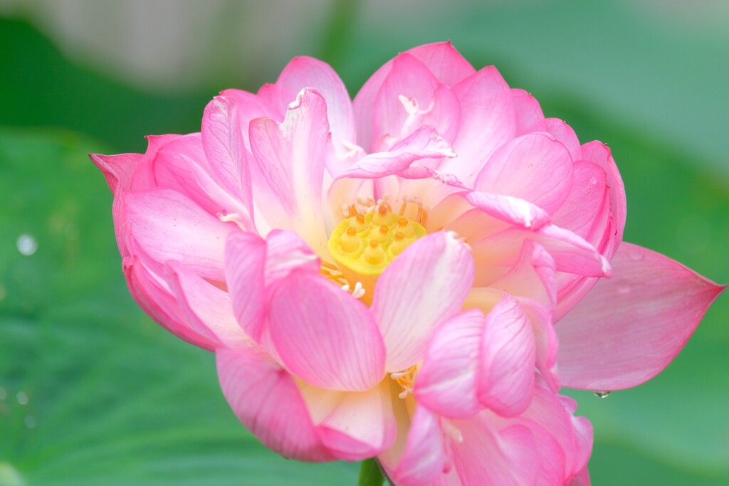 散歩の途中で。