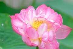 散歩の途中で。