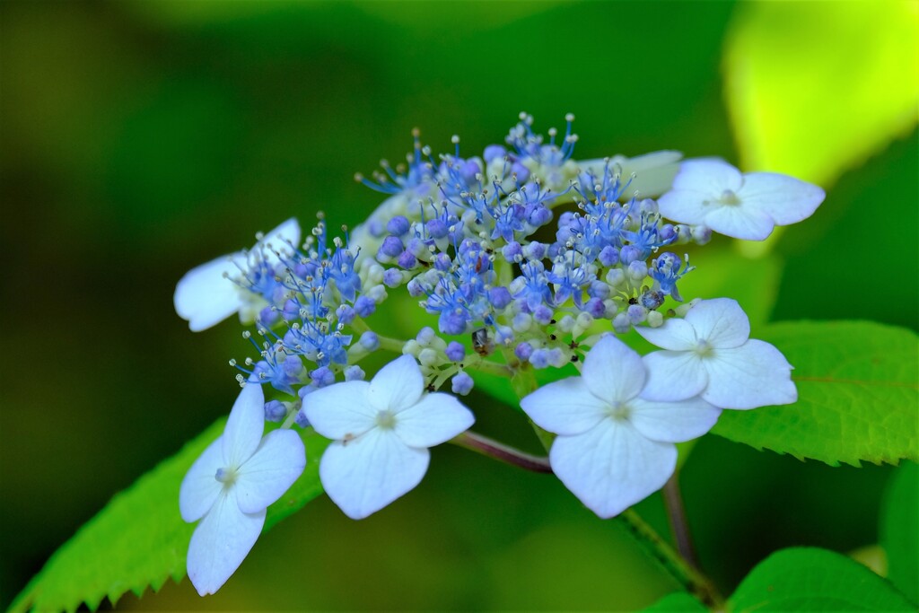 アジサイ（５）