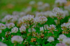 散歩の途中で。Ⅳ