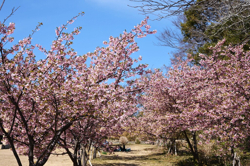 河津桜