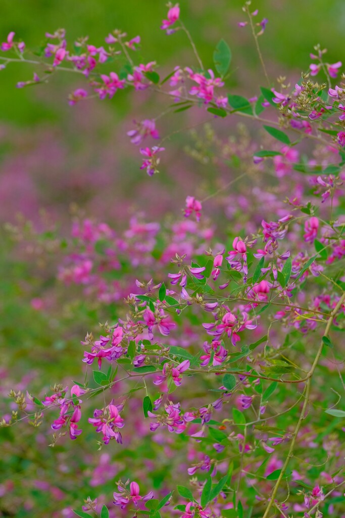 散歩の途中で。3