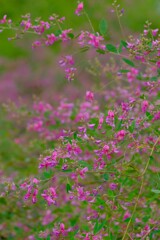 散歩の途中で。3