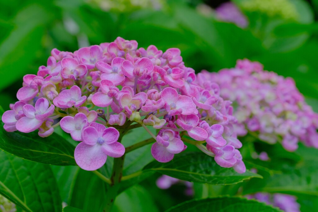 散歩の途中で。Ⅵ