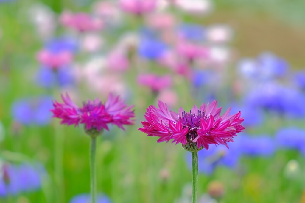 ヤグルマギク（２）