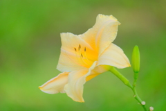 散歩の途中で。