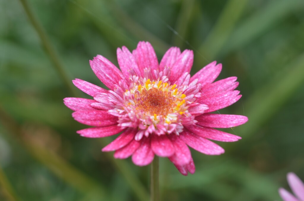 (3)散歩の途中で。-8