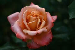 薔薇-10