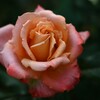 薔薇-10