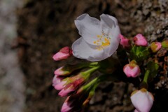 散歩の途中で。2