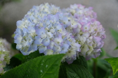 散歩の途中で。④