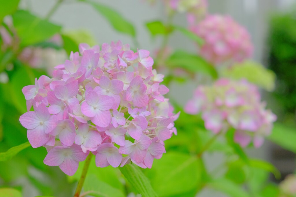 アジサイ（３）