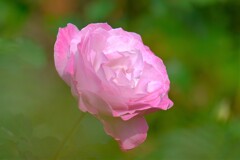 散歩の途中で、Ⅴ