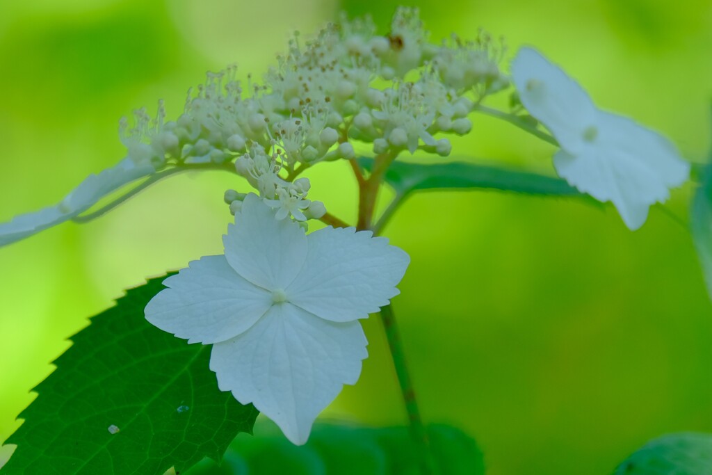 アジサイ（４）