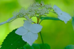 アジサイ（４）