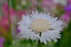 散歩の途中で。Ⅱ