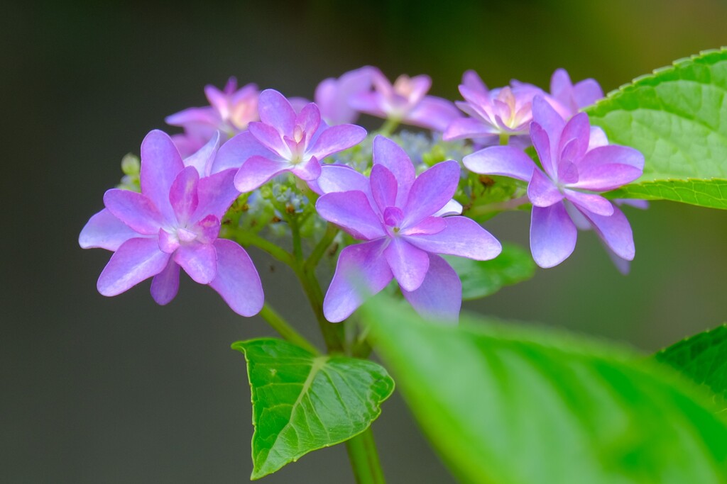 紫陽花　３