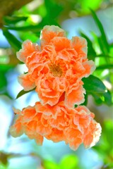 散歩の途中で。（10）