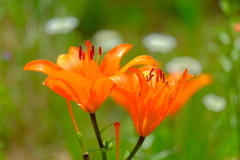 散歩の途中で。2