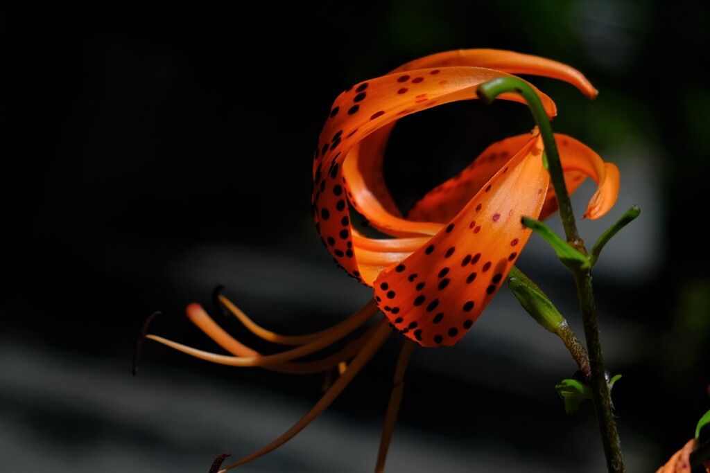 散歩の途中で。Ⅷ