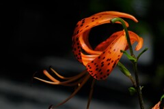 散歩の途中で。Ⅷ