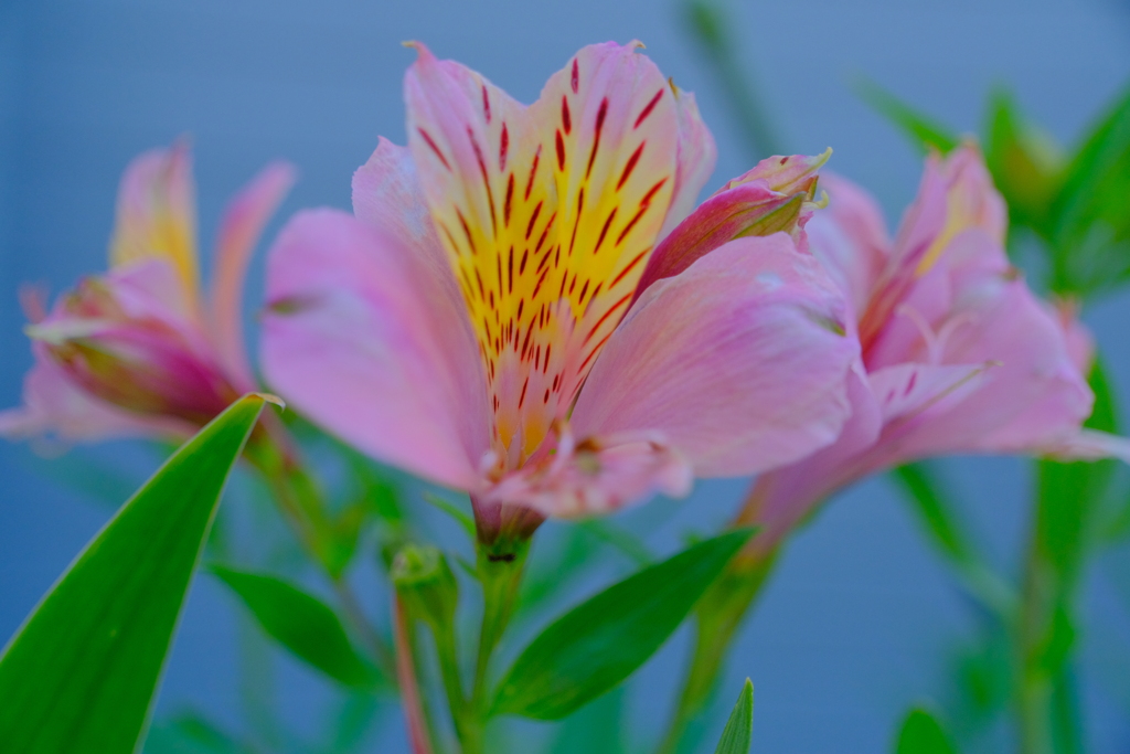 散歩の途中で。Ⅱ