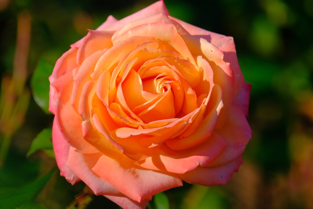 散歩の途中で。5