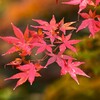 紅葉-7