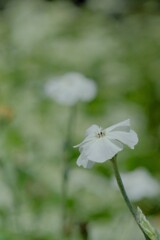 散歩の途中で。③