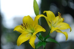 散歩の途中で。