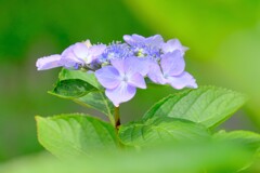 散歩の途中で。Ⅱ