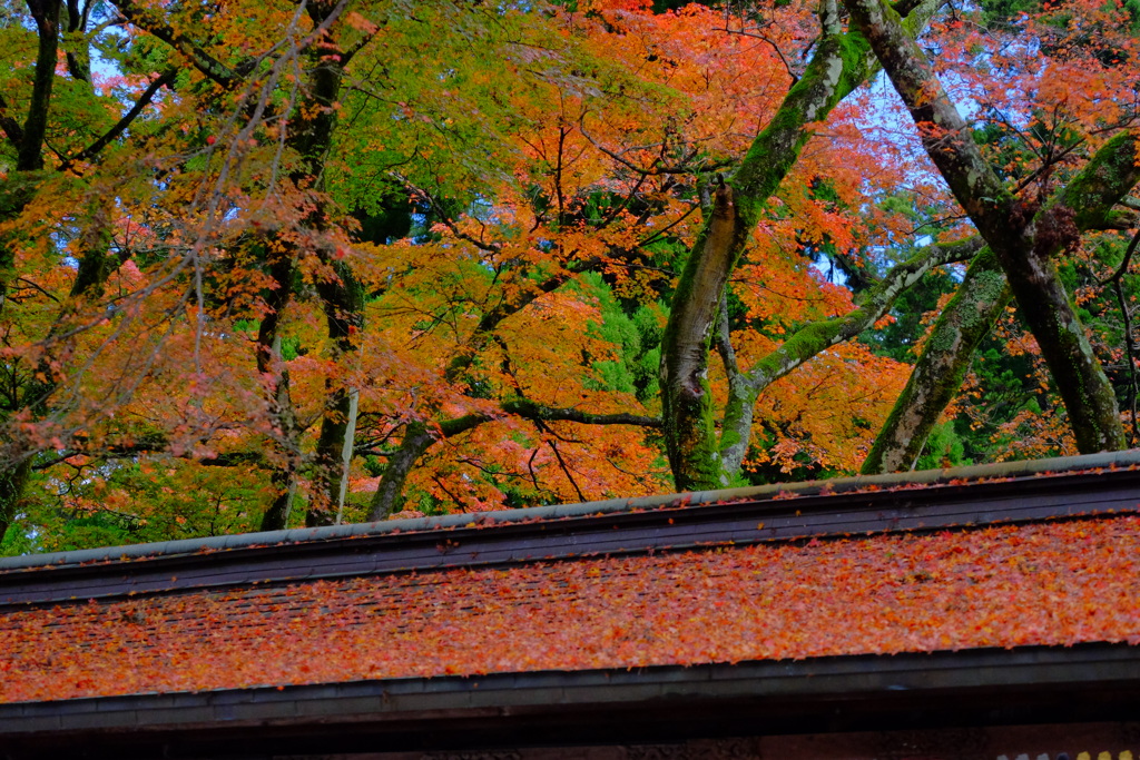 散歩の途中で、遠出 6