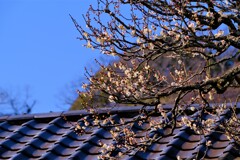 散歩の途中で。４