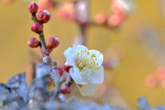 散歩の途中で。Ⅰ