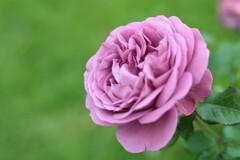 薔薇-4