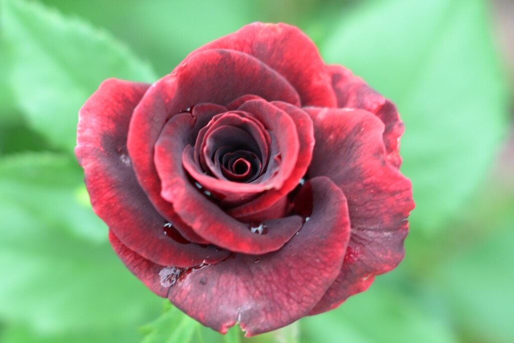 薔薇-8