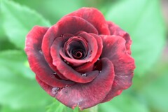 薔薇-8