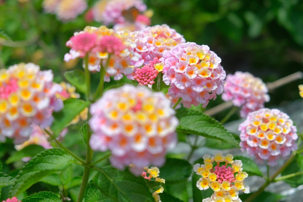 散歩の途中で。